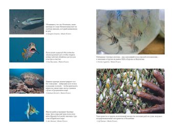 Что знает рыба. Внутренний мир наших подводных собратьев, Бэлкомб Джонатан купить книгу в Либроруме