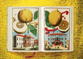 Volkamer. The Book of Citrus Fruits, Lauterbach Iris купить книгу в Либроруме Volkamer. The Book of Citrus Fruits, Lauterbach Iris купить книгу в Либроруме