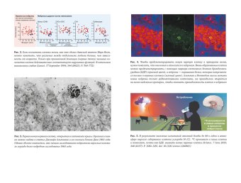Революция в голове. Как новые нервные клетки омолаживают мозг, Кемперманн Герд купить книгу в Либроруме
