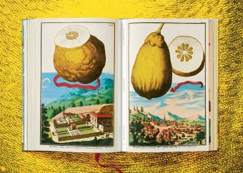 Volkamer. The Book of Citrus Fruits, Lauterbach Iris купить книгу в Либроруме Volkamer. The Book of Citrus Fruits, Lauterbach Iris купить книгу в Либроруме