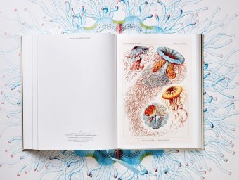 The Art and Science of Ernst Haeckel, Геккель Эрнст Haeckel Ernst Willmann Rainer Voss Julia купить книгу в Либроруме The Art and Science of Ernst Haeckel, Геккель Эрнст Haeckel Ernst Willmann Rainer Voss Julia купить книгу в Либроруме