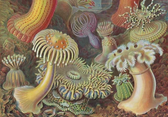 The Art and Science of Ernst Haeckel. 40th Anniversary Edition, Геккель Эрнст Haeckel Ernst Willmann Rainer Voss Julia купить книгу в Либроруме The Art and Science of Ernst Haeckel. 40th Anniversary Edition, Геккель Эрнст Haeckel Ernst Willmann Rainer Voss Julia купить книгу в Либроруме
