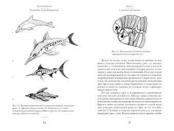 Восхождение на гору Невероятности, Докинз Ричард купить книгу в Либроруме Восхождение на гору Невероятности, Докинз Ричард купить книгу в Либроруме