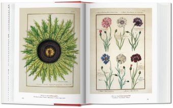 A Garden Eden. Masterpieces of Botanical Illustration, Lack H. Walter купить книгу в Либроруме A Garden Eden. Masterpieces of Botanical Illustration, Lack H. Walter купить книгу в Либроруме