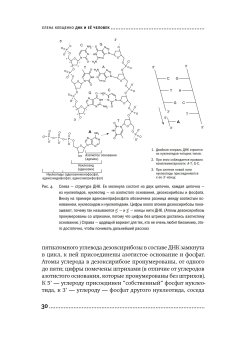ДНК и её человек. Краткая история ДНК-идентификации, Клещенко Елена Владимировна купить книгу в Либроруме