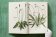 Leonhart Fuchs. The New Herbal, Dressendörfer Werner купить книгу в Либроруме Leonhart Fuchs. The New Herbal, Dressendörfer Werner купить книгу в Либроруме